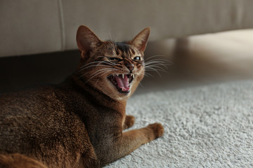 Fototapeta na wymiar Angry Abyssinian cat on floor at home. Troublesome pet