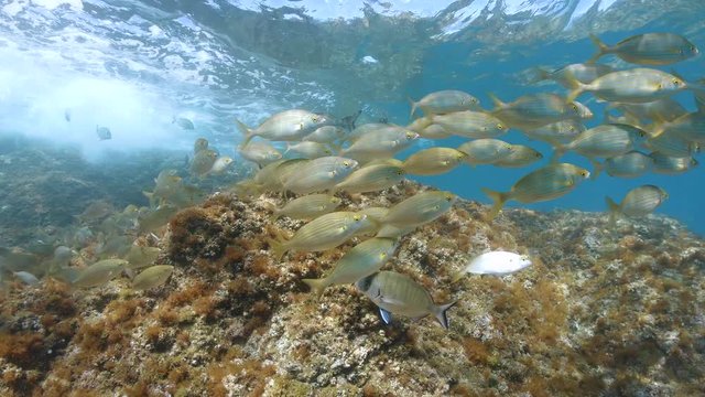 Underwater school of fish in Mediterranean sea, mosty Sarpa salpa sea breams, France