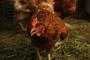 free range chicken
