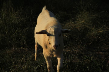 goat on the farm