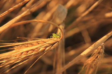 close up of grass