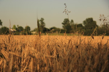 field of wheat