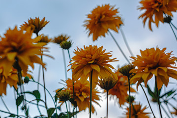 Photo of yellow live garden flowers against the sky