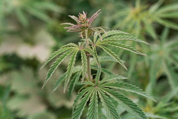 A branch of hemp bush close-up. Shrub young hemp on a bright summer day