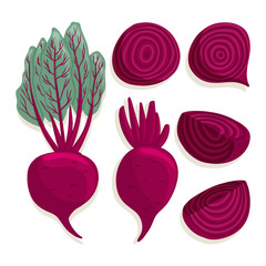 Vector beetroot collection in cartoon style. Bright beet vegetables isolated on white background.