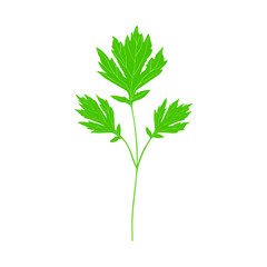 Branch parsley with green leaves. Vector isolated element for design.