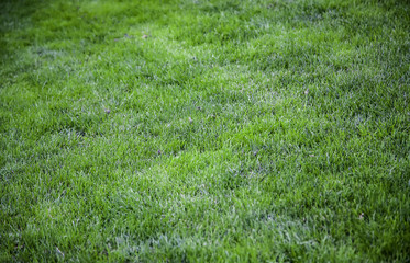 Lawn background detail