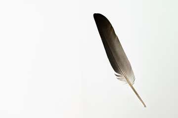 a brown feather in a white background