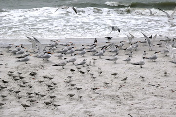 Group of sea gulls at the beach of Lover's Key State Park, Florida