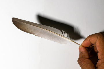 holding a feather on a white background with space for text
