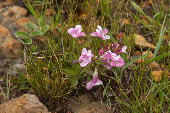 Graderia scabra west of Sabie, Mpumalanga, South Africa