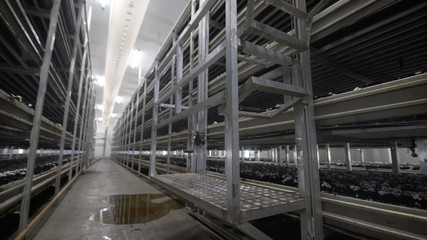 Champignon production farm. Shelves rows. Shampion grown mushrooms. Modern agriculture