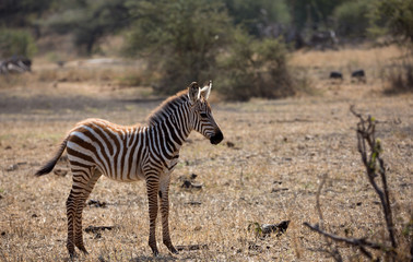 A very young Zebras (Equus quagga) near a water hole in Kenya.	