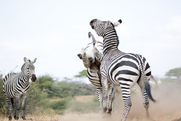 Zebras (Equus quagga) fighting near a water hole - Kenya.