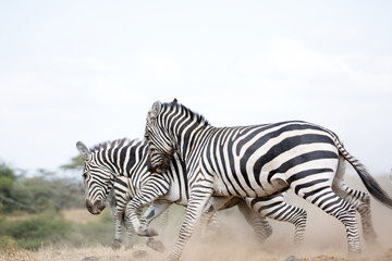 Zebras (Equus quagga) fighting near a water hole - Kenya	