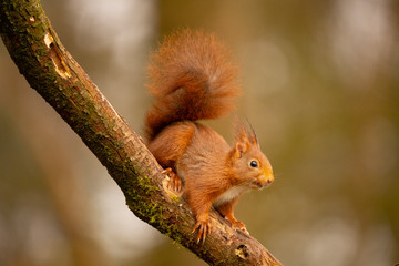 Squirrel, Red Squirrel, Rodent.