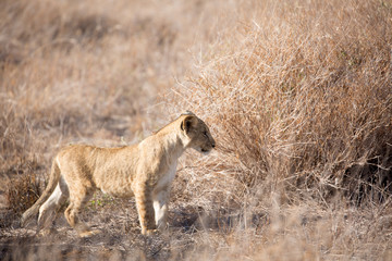 A Lion cub out in the early morning sunshine. Kenya.