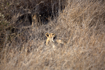 A Lion cub out in the early morning sunshine. Kenya.