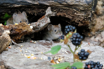 Bank vole collecting berries and seeds in a wood