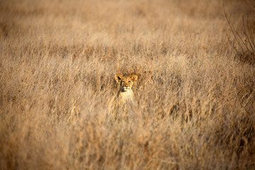 A Lion cub out in the early morning sunshine. Kenya.