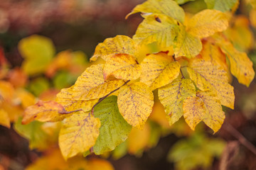 autumn yellow leaves on a tree in the garden.
