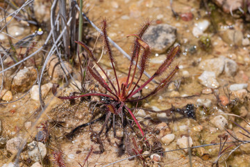 Drosera capensis close to Ceres, Western Cape, South Africa