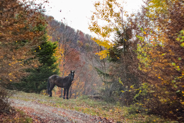 brown horse in the forest. Autumn is the time of year.