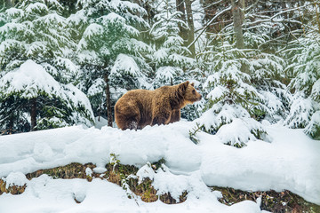 brown bear in the winter forest. wilding. Planted Christmas trees.