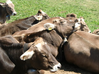 K&uuml;he auf der Alm