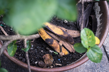 Top view of a decaying banana peel thrown into a potted plant. Can be garbage or intended as...