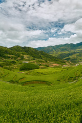 Obraz premium Landscape of rice paddies in a cloudy morning - Sapa, Vietnam
