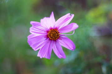 Fleur violette dans un jardin en été 