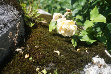 Rose, Blüte, verblüht, Blume, Moos, Beton, welk, verwelkt, Blatt, Rosenblatt, Stiel, Blätter,...