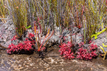 Drosera capensis and Drosera rubrifolia close to Ceres, Western Cape, South Africa