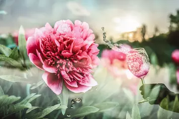 Fototapete Pfingstrosen Doppelbelichtung von Pfingstrosen und einem Weinglas  © Jacqueline Anders