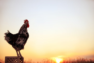 Big domestic rooster on wooden stand at sunrise, space for text. Morning time © New Africa