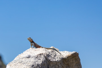 Agama atra in the Mountains of Ceres, Western Cape, South Africa