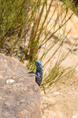 Agama atra close to Stellenbosch, Western Cape, South Africa
