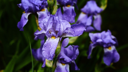 Naklejka premium A lot of irises. Largely cultivated flowers of the violet iris are growing in a garden