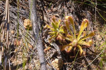 Drosera hilaris close to Stellenbosch, Western Cape, Souzh Africa