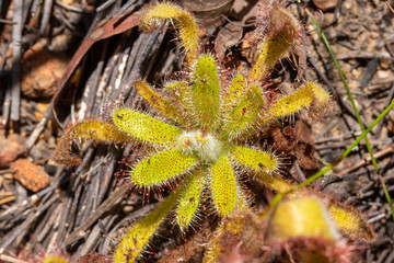 Drosera hilaris close to Stellenbosch, Western Cape, Souzh Africa