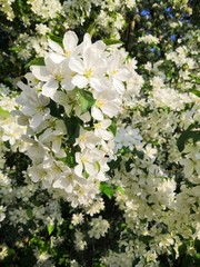 white flowers in the garden