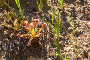Drosera hilaris close to Stellenbosch, Western Cape, Souzh Africa