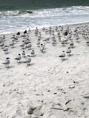Group of sea gulls at the beach of Lover's Key State Park, Florida