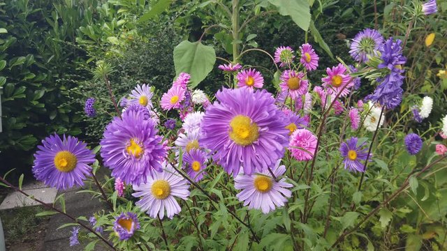 Blumen Rosen Pflanzen Rot lila pink
