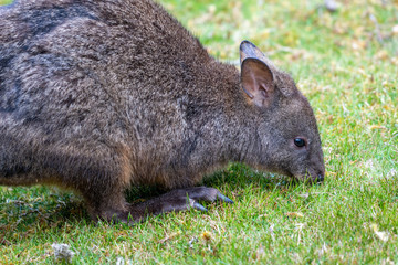 タスマニアのワラビーが草を食べに来た