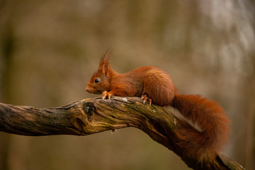 Squirrel, Red Squirrel, Rodent.