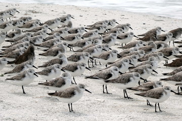 Group of sea gulls at the beach of Lover's Key State Park, Florida