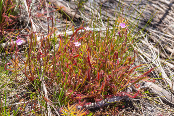 Drosera capensis close to Franschhoek, Western Cape, South Africa