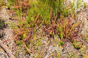Drosera capensis close to Franschhoek, Western Cape, South Africa